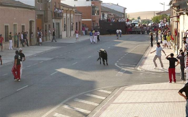 foto de los novillos