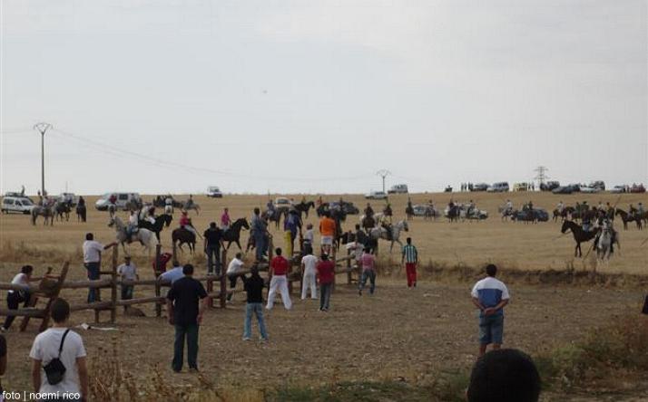 foto de los novillos