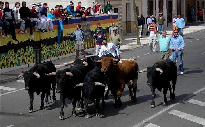foto de los novillos