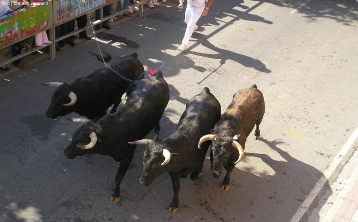 foto de los novillos