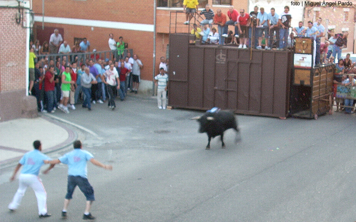 foto de los novillos