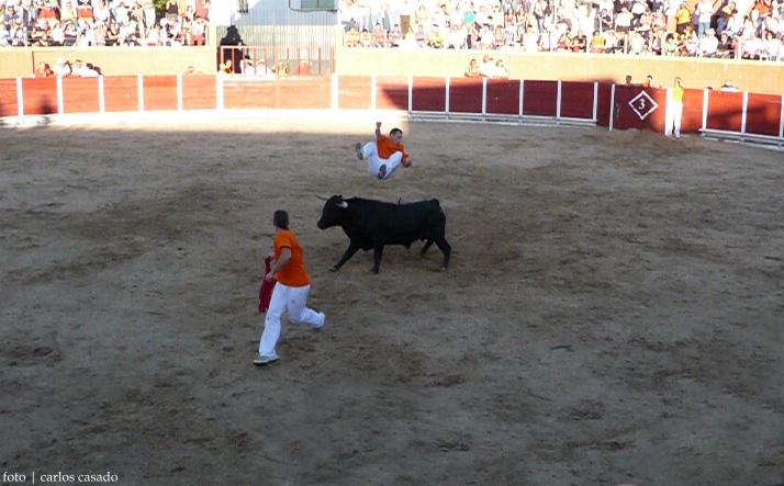 foto de los novillos