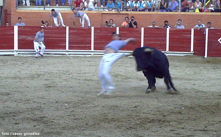 foto de los novillos