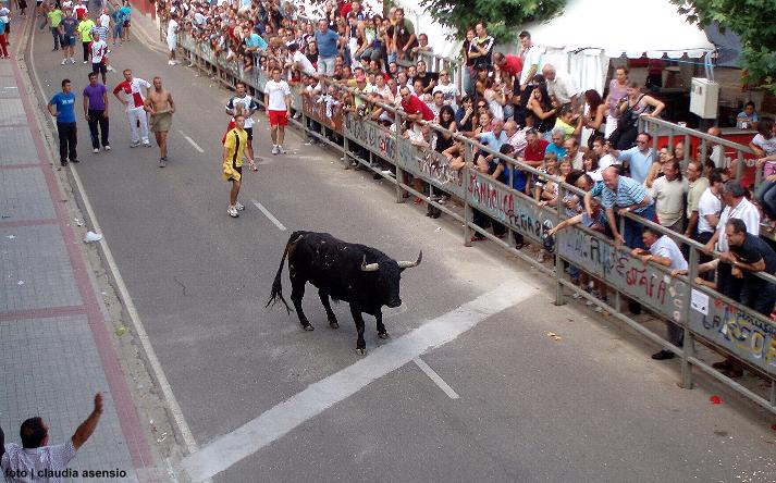 foto de los novillos