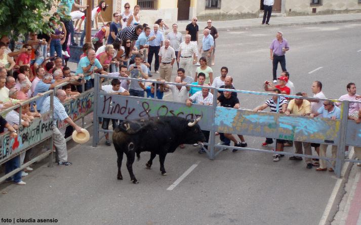 foto de los novillos