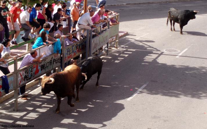 foto de los novillos