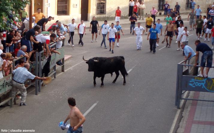 foto de los novillos