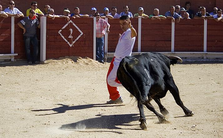 foto de los novillos