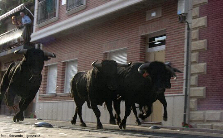 foto de los novillos