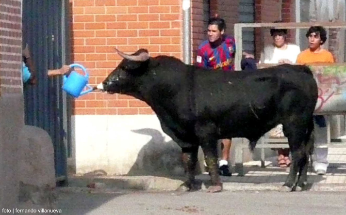 foto de los novillos