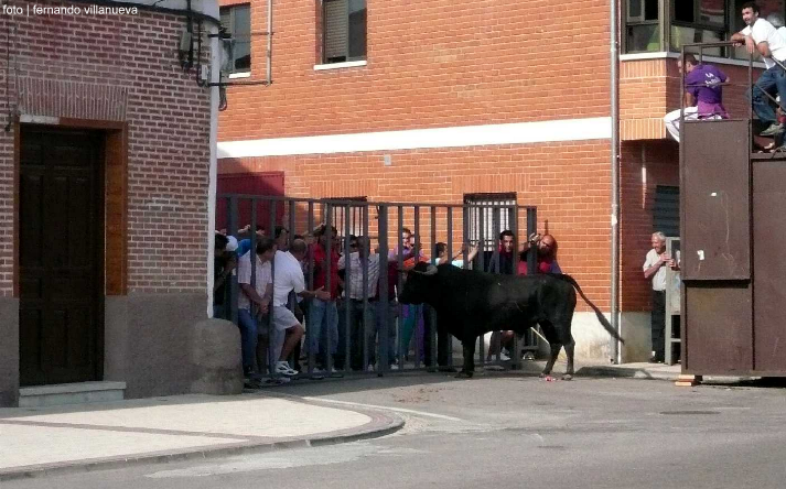 foto de los novillos