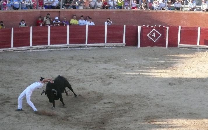 foto de los novillos