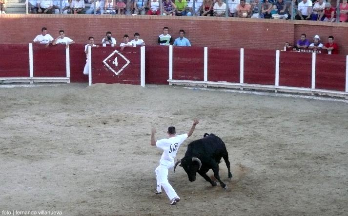 foto de los novillos