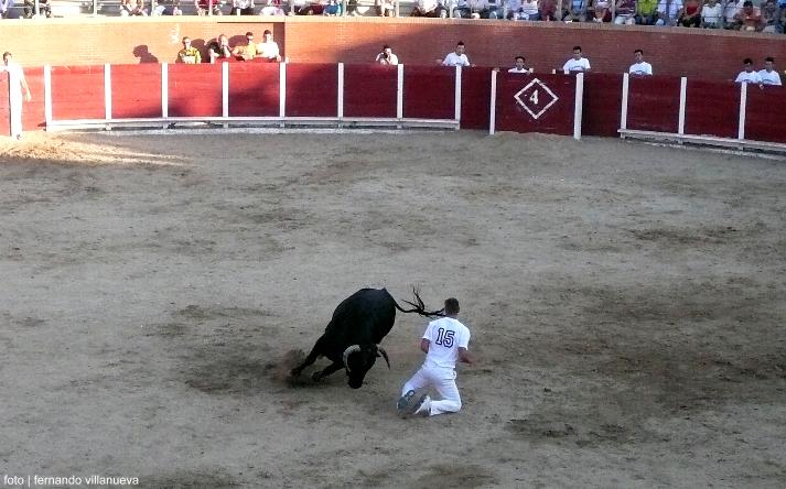 foto de los novillos