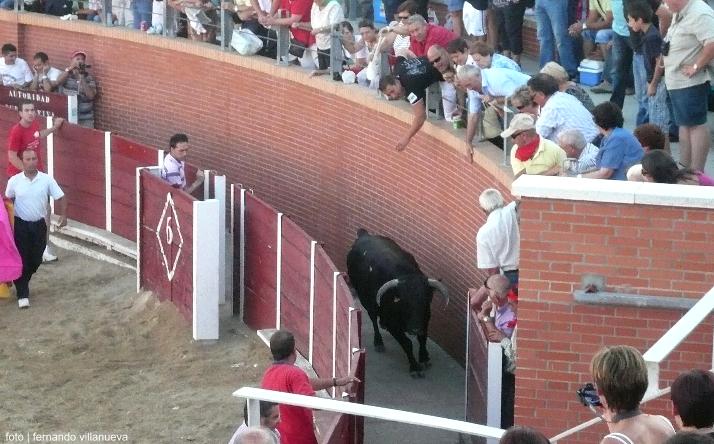 foto de los novillos