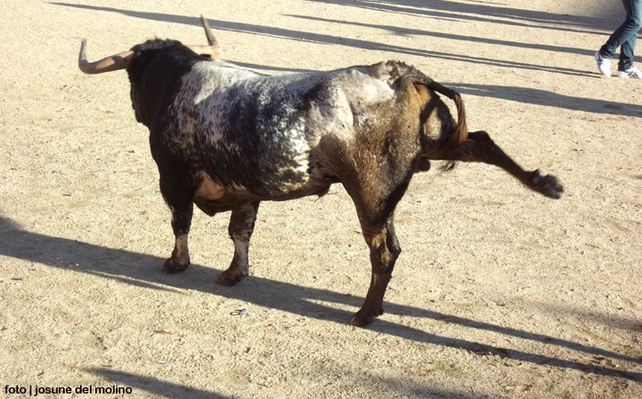 foto de Asoc. El Toro de Nava