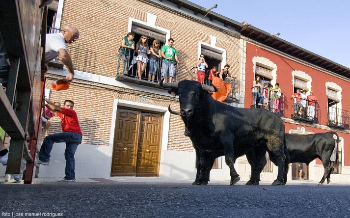 foto de los novillos