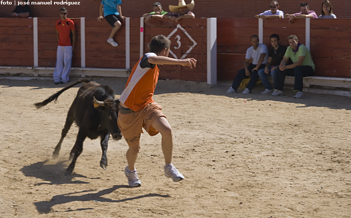 foto de los novillos