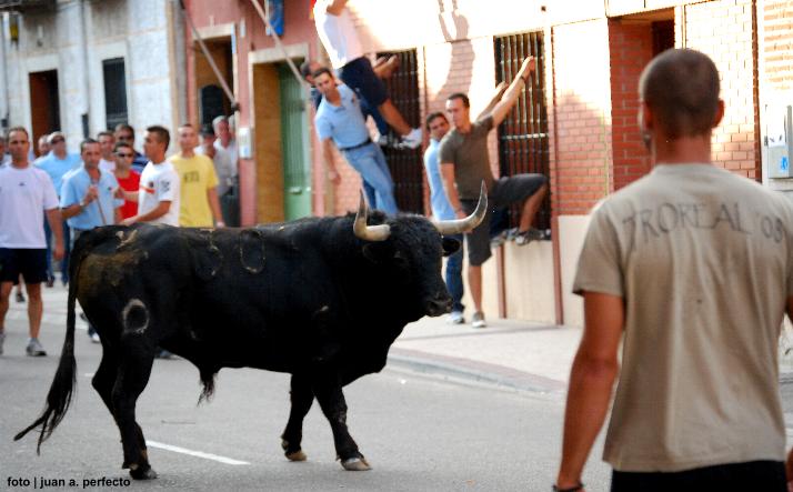 foto de los novillos