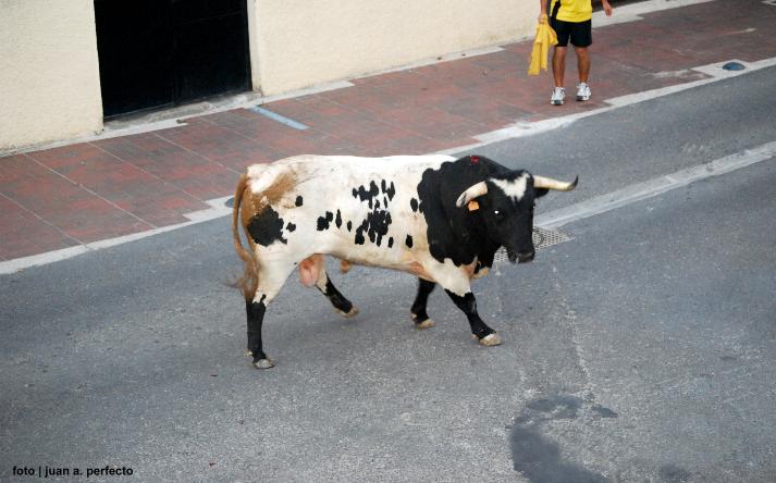 foto de Toro de la Nava