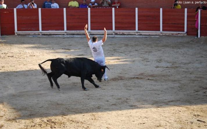 foto de los novillos