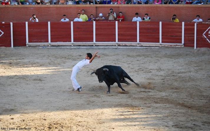 foto de los novillos