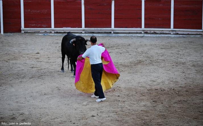 foto de los novillos