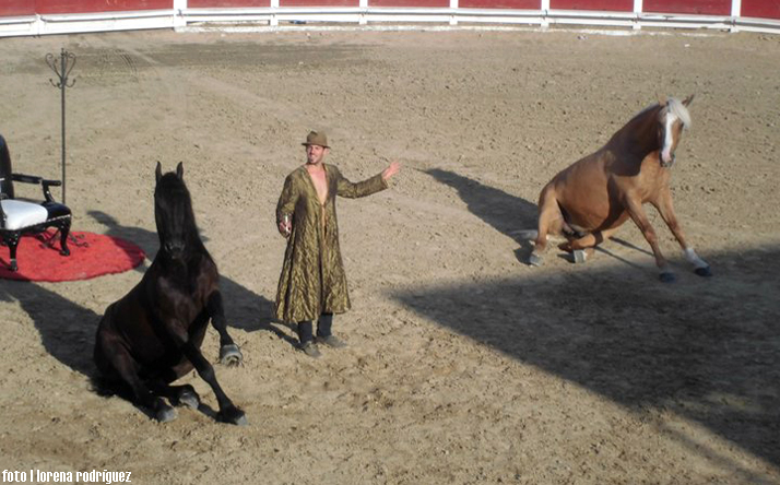 foto de los novillos