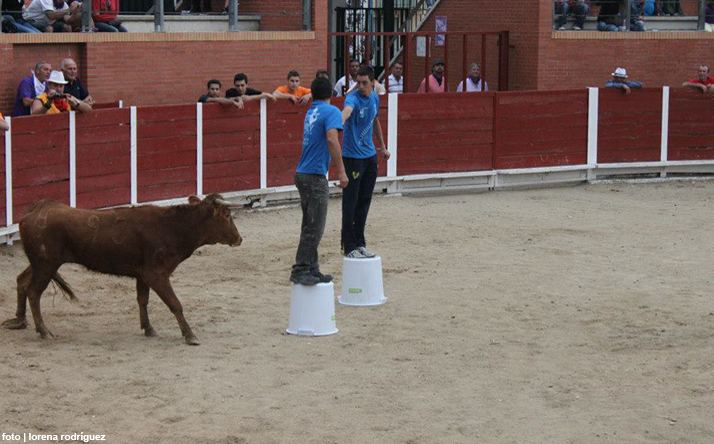 foto de los novillos