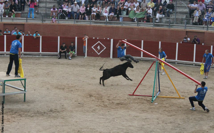 foto de los novillos