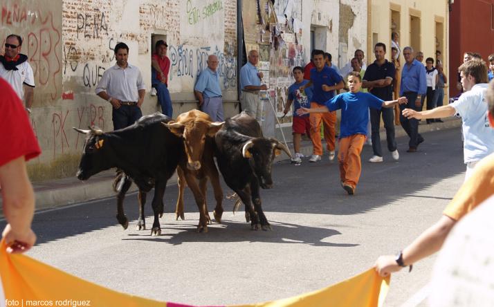 foto de los novillos