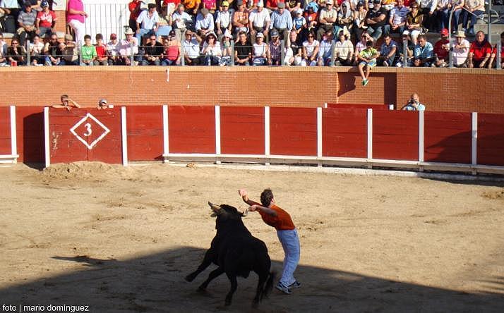 foto de los novillos