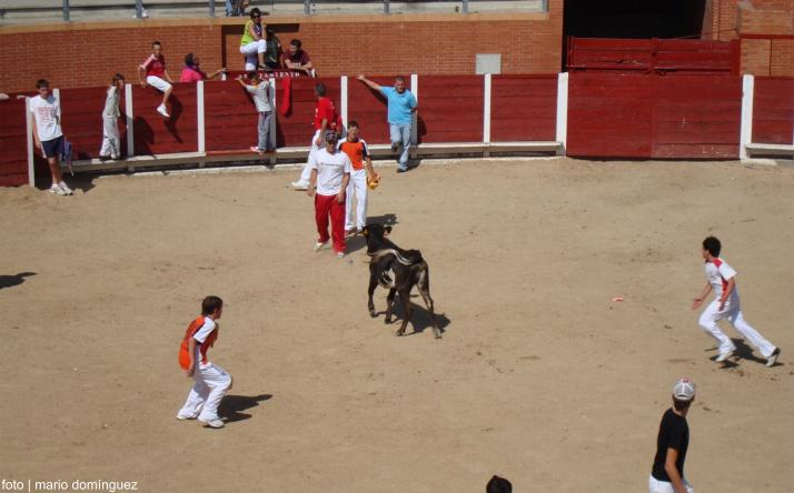 foto de los novillos