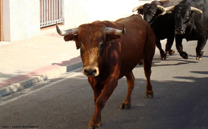 foto de los novillos