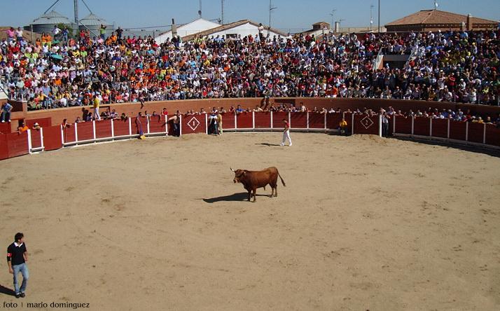 foto de los novillos