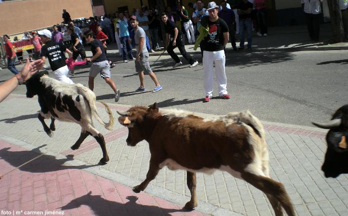 foto de los novillos