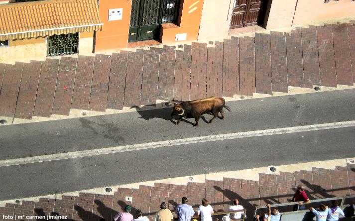 foto de los novillos