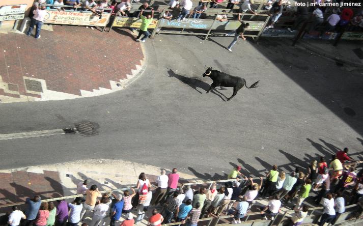 foto de los novillos