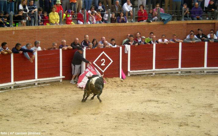 foto de los novillos