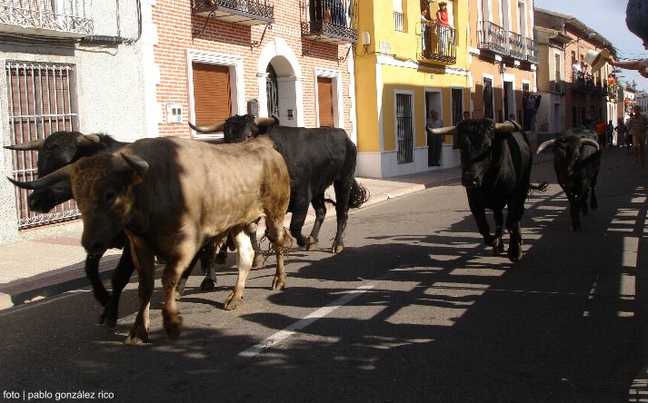 foto de los novillos