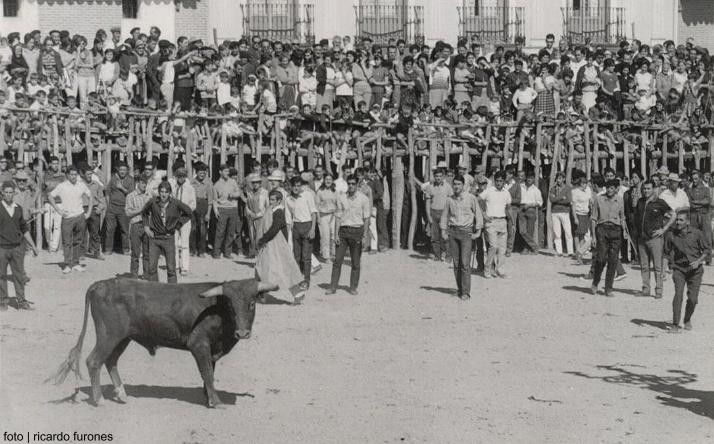 foto de los novillos