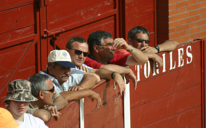 foto de los novillos