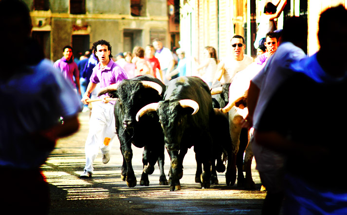 foto de los novillos