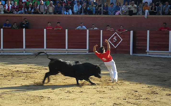 foto de los novillos