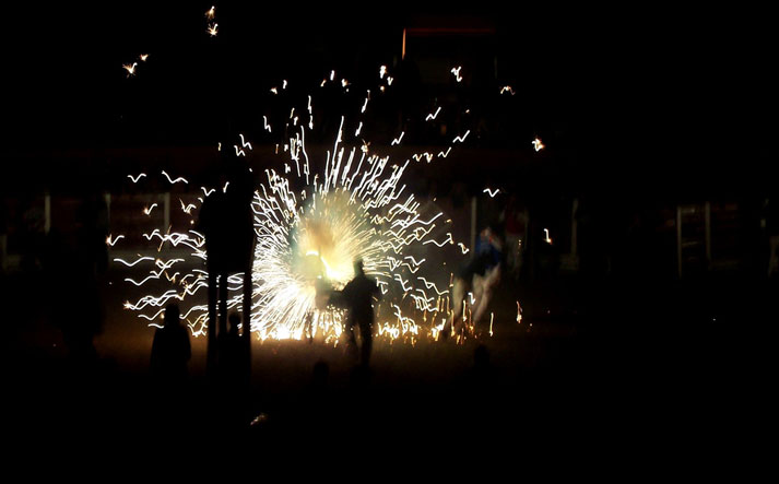 foto de los novillos