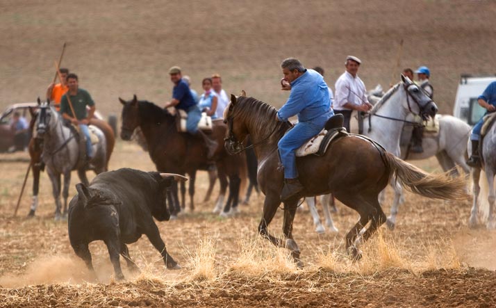 foto de los novillos