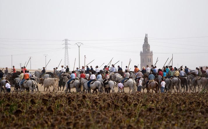 foto de los novillos