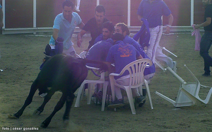 foto de los novillos