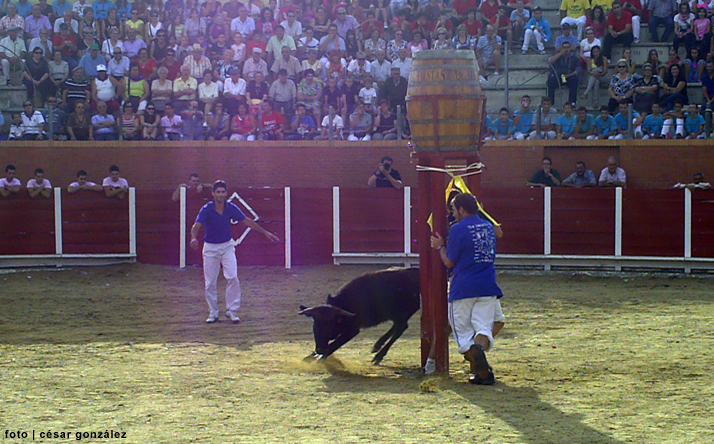 foto de los novillos