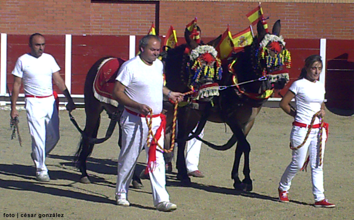 foto de los novillos